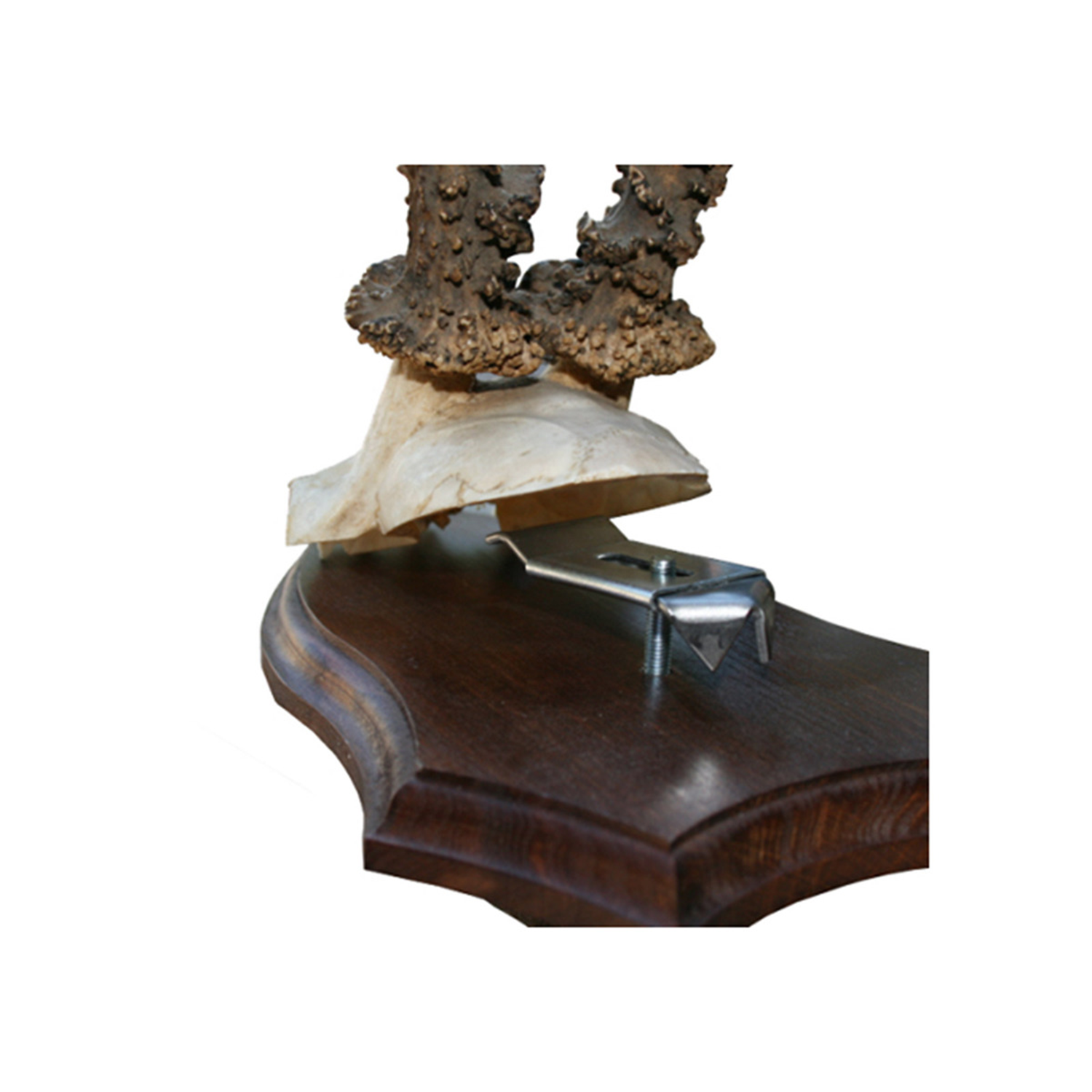 WEGU Gehörnklammer - Set Rehbock 5 Stück