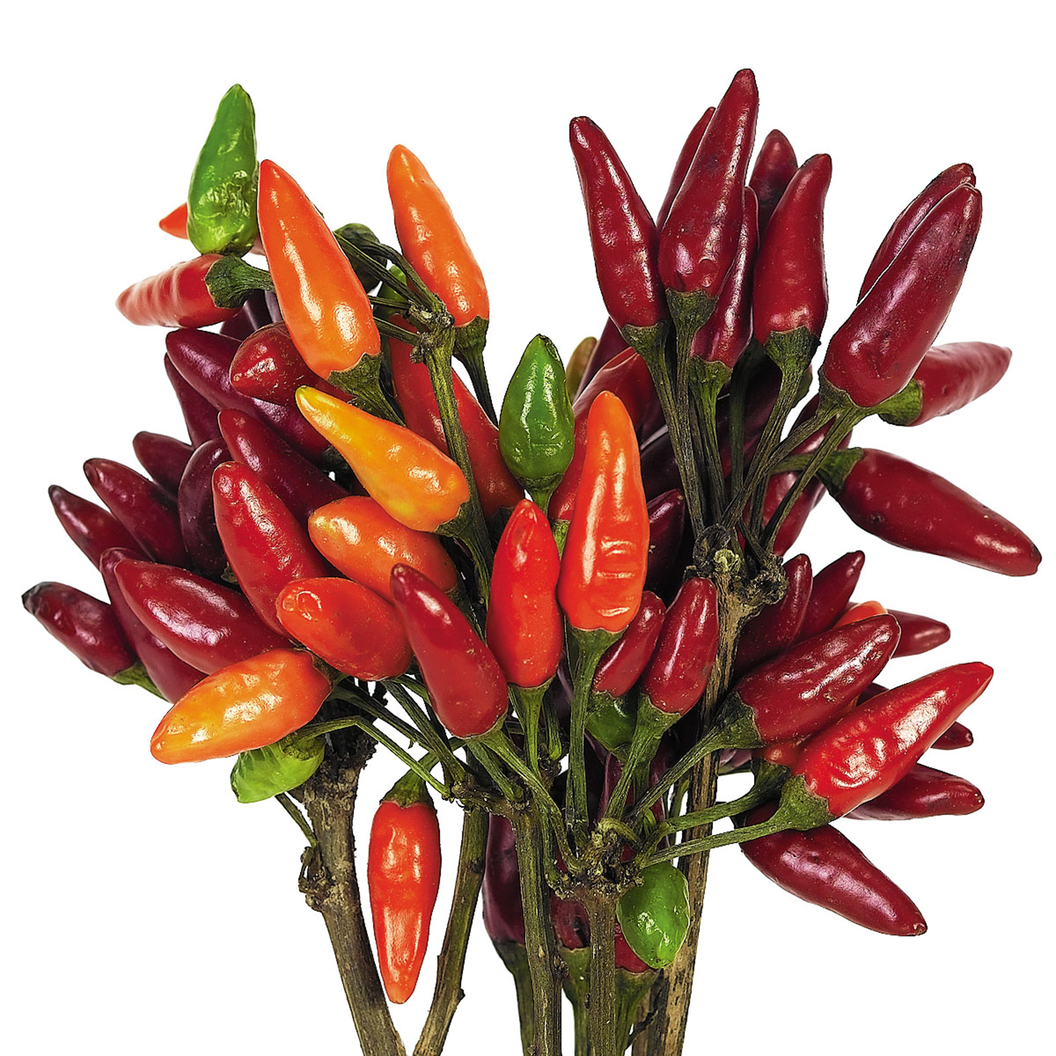 PEPPER (Pfeffer) Mate-Schaum  Foam